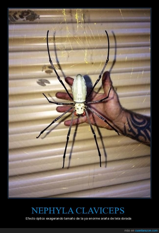 araña,gigante,efecto óptico,araña de tela dorada