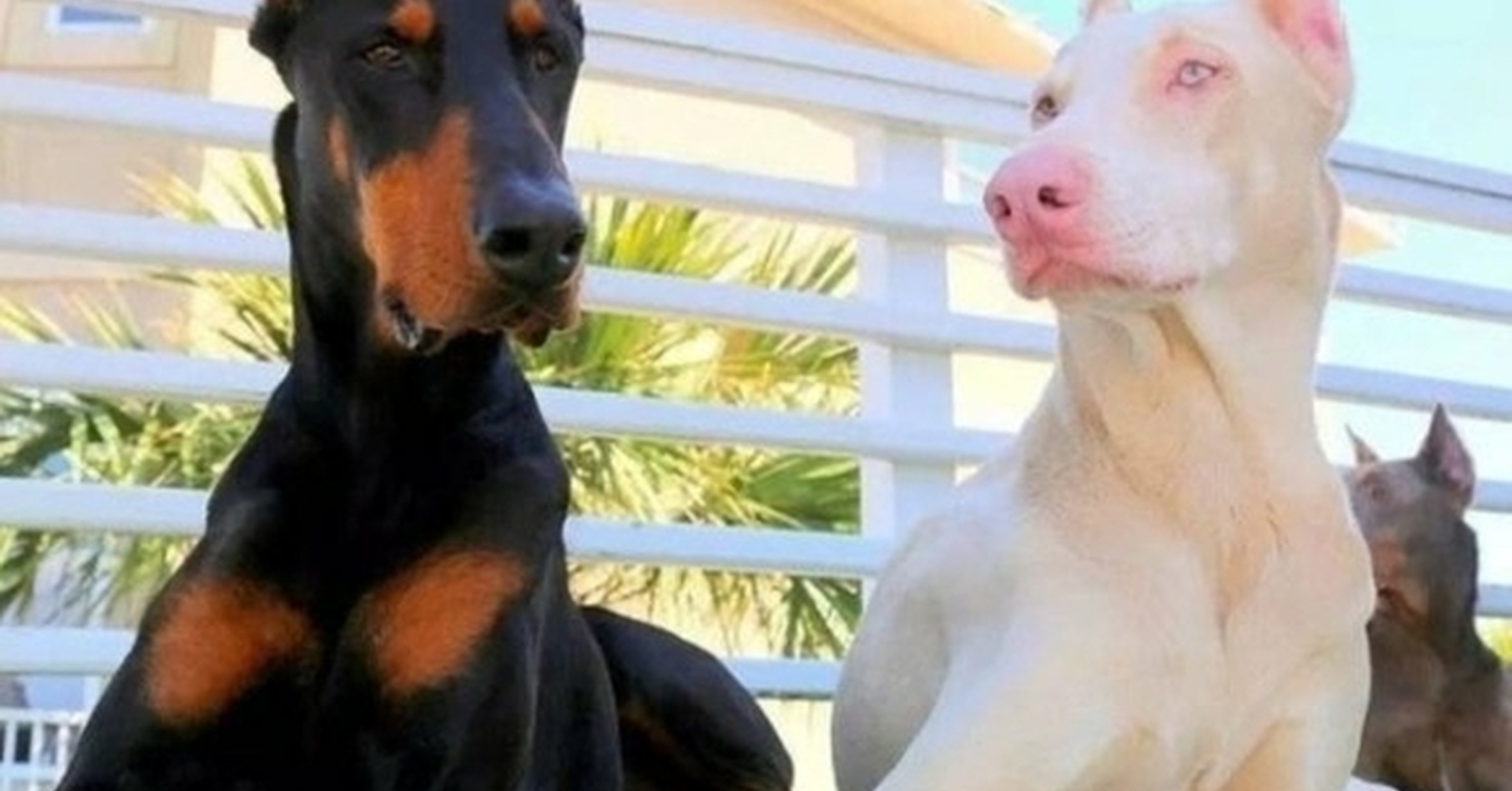 que es un doberman albino