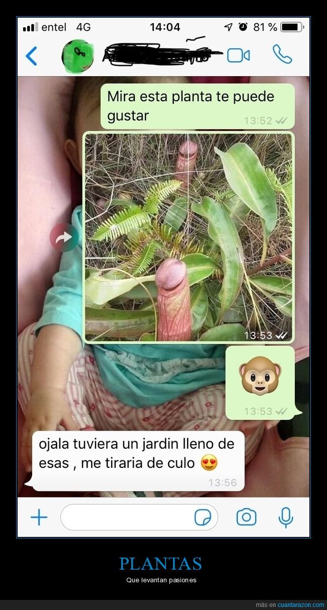 planta,gustar,jard&iacute;n,whatsapp