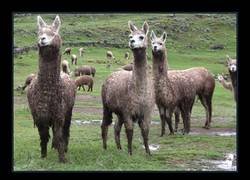 Enlace a Una imagen dramática