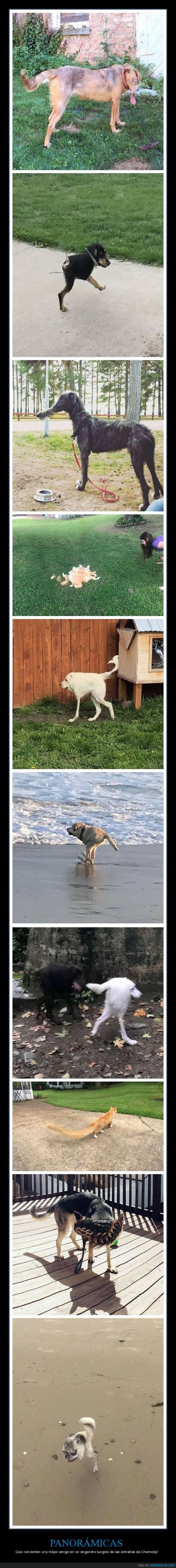 perros,panorámicas,fails