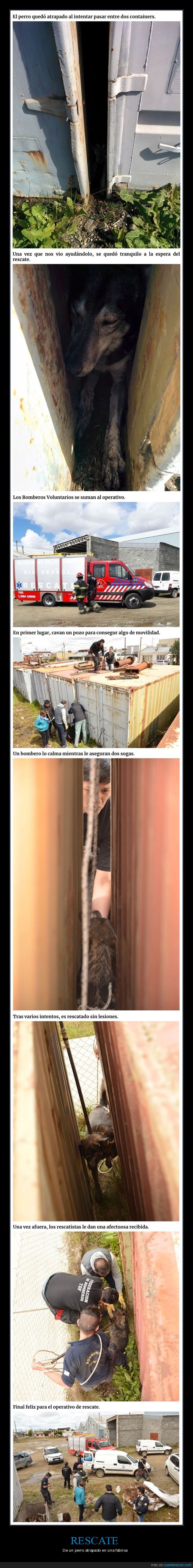 rescate,perros,atraapado,f&aacute;brica