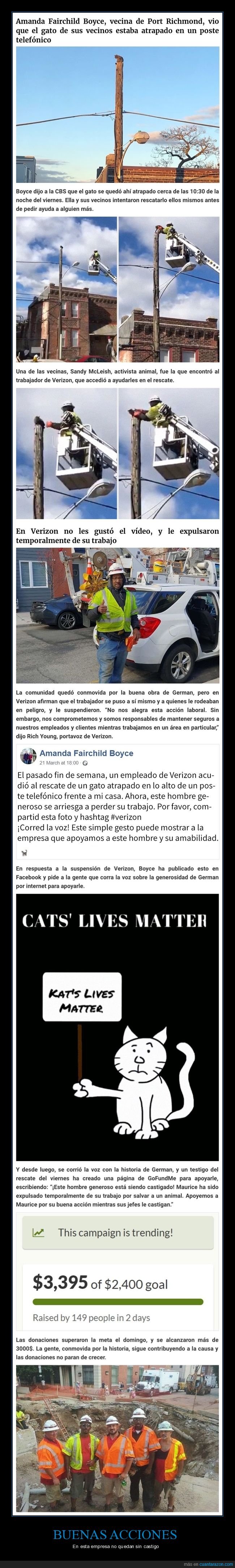 rescate,gatos,verizon,traabajador