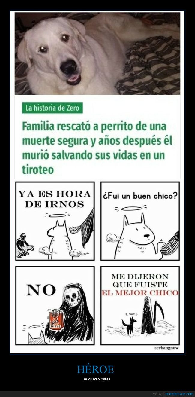 perro,rescatar,muerte,morir,salvando,tiroteo