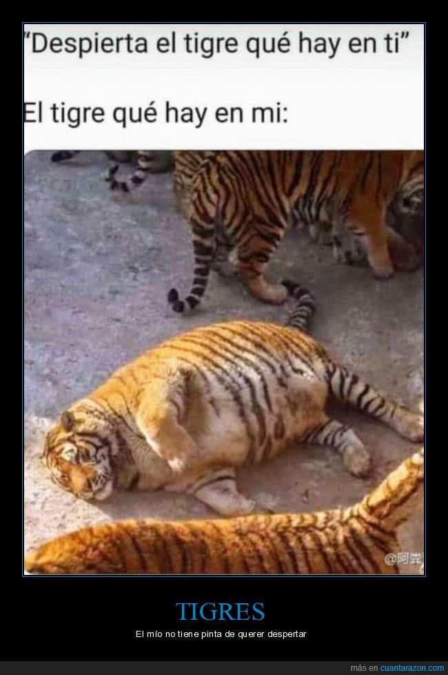 despertar,tigre,gordo