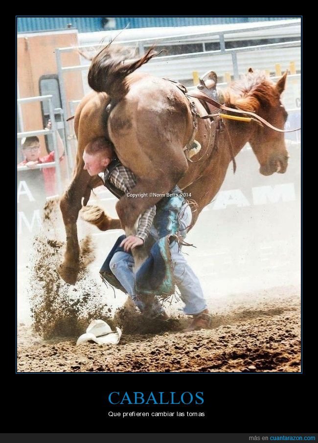 caballo,al revés,wtf