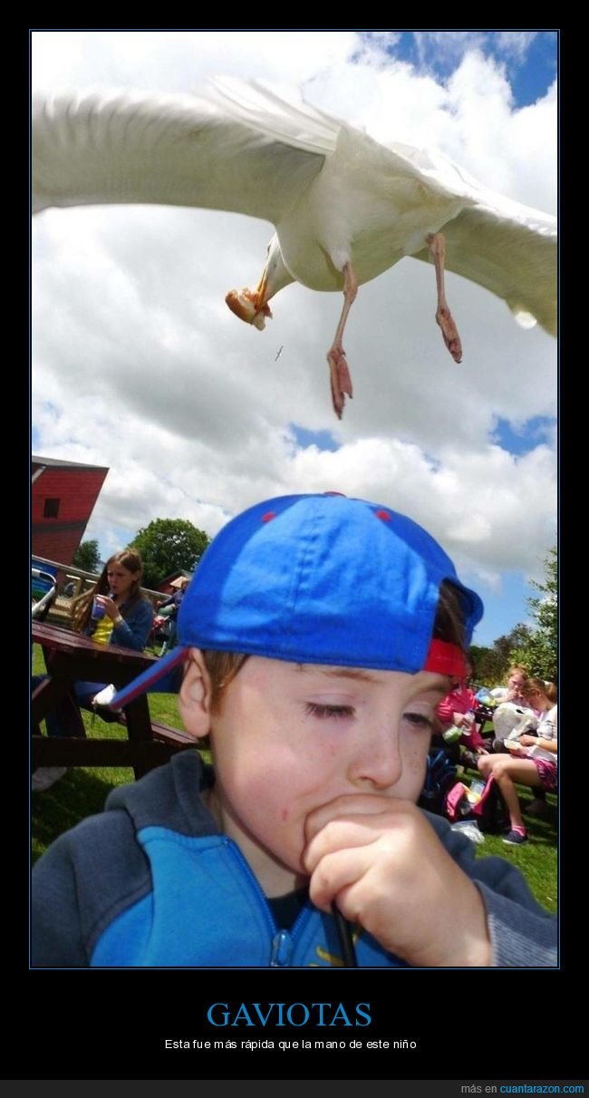 gaviota,niño,comida,fails