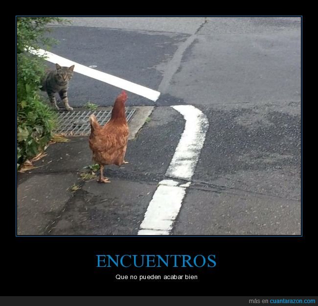 gato,gallina,wtf