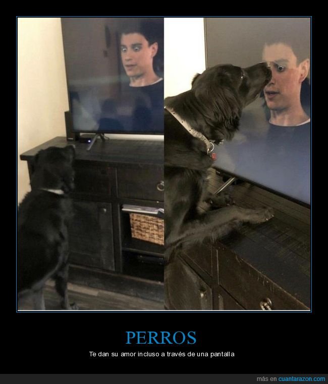 perros,televisión,wtf