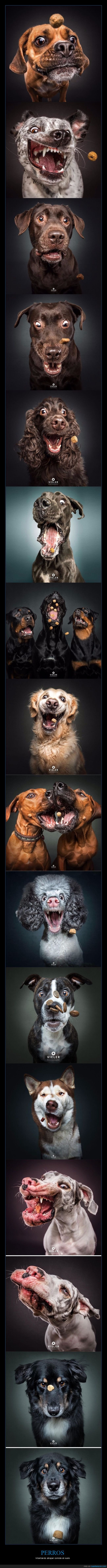 perros,comida,al vuelo,expresiones