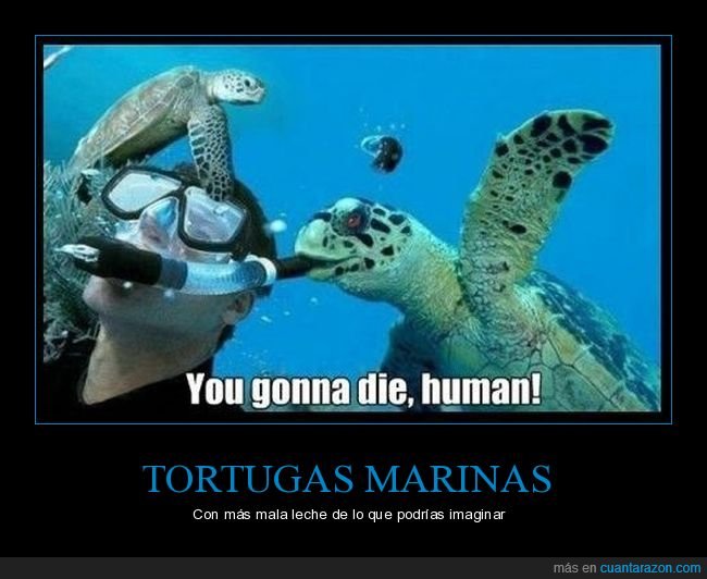 tortuga,tortuga marina,buceador,tubo