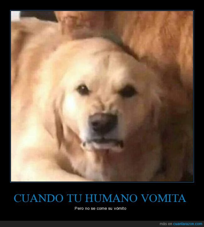 humano,vomitar,comer,vómito,perro