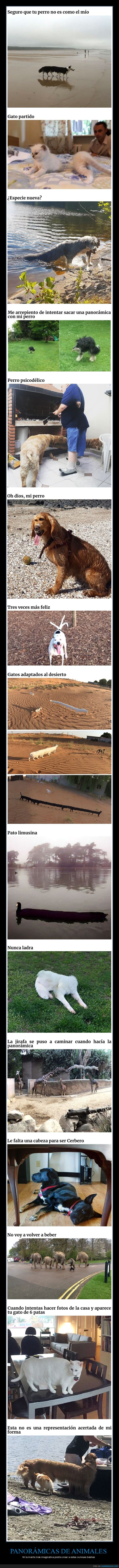animales,panorámicas,fails