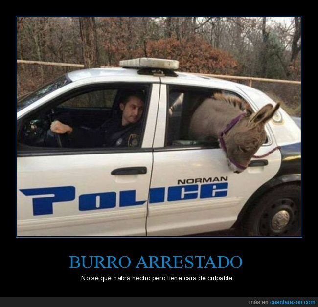 policía,burro,coche,wtf