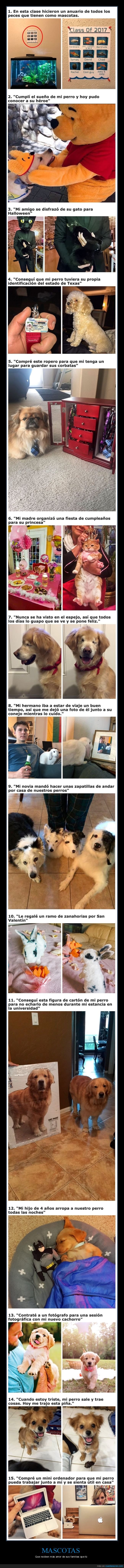 mascotas,animales,mimados