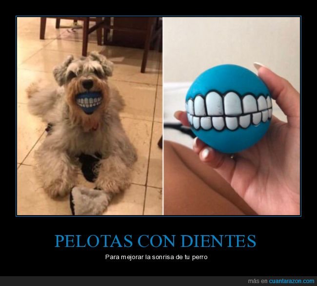 perros,pelota,dientes