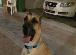 Enlace a Scooby Doo en la vida real
