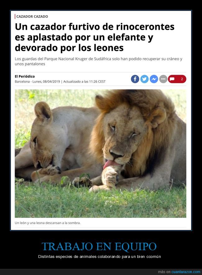 cazador,aplastado,elefante,leones