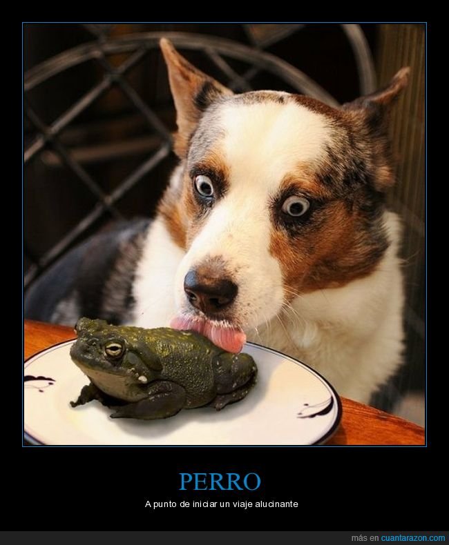 perro,chupando,sapo,wtf