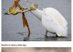 Enlace a Emocionantes fotos de Instagram que conquistaron a National Geographic