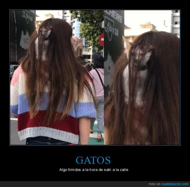 gatos,pelo,wtf