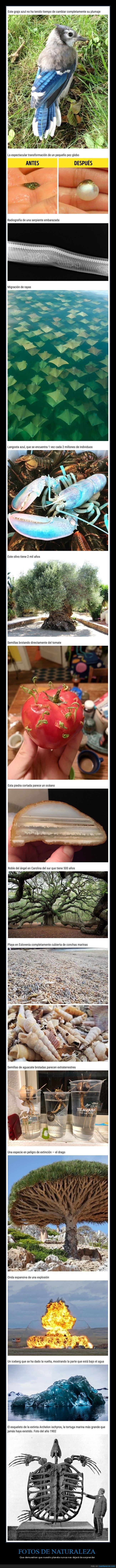 naturaleza,curiosidades