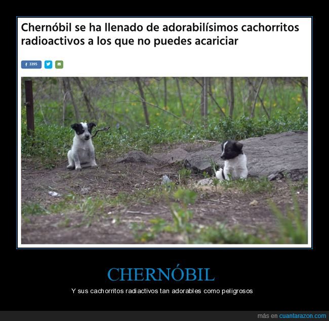chernobyl,cachorros,radiactivos,acariciar