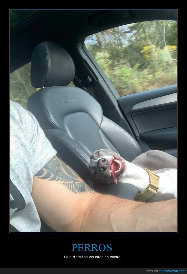 perros,coche,durmiendo