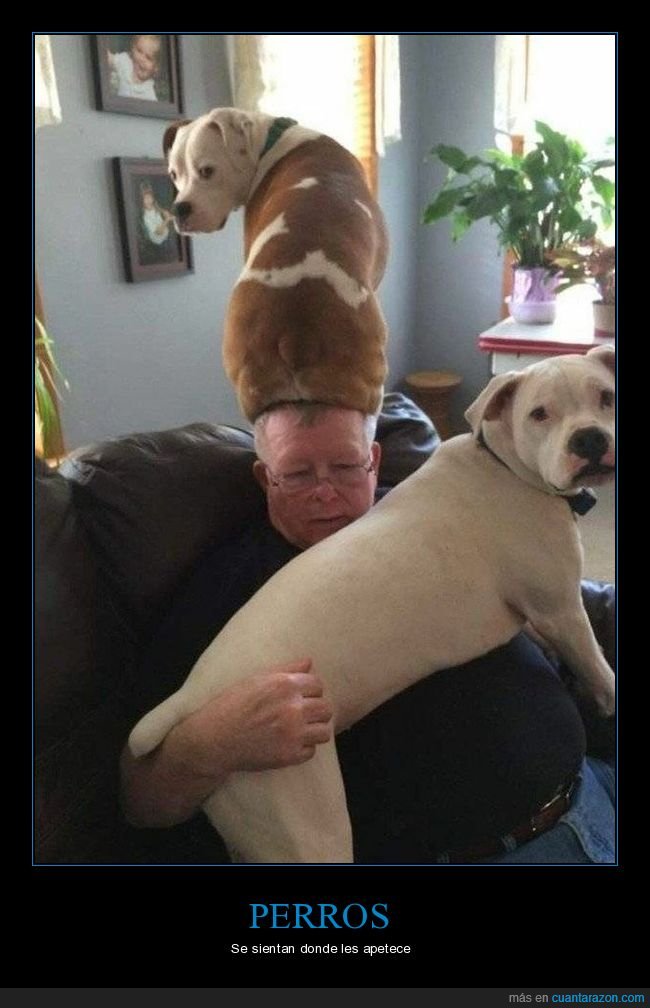 perros,sentado,cabeza