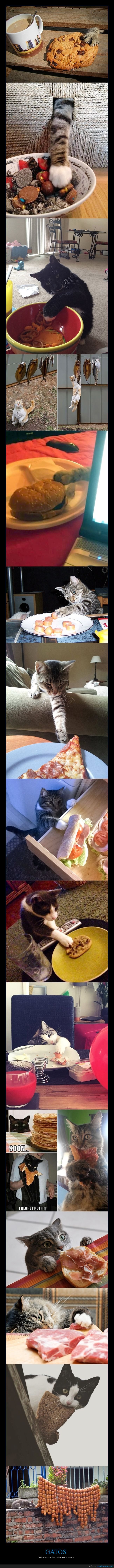 gatos,pillados,comida