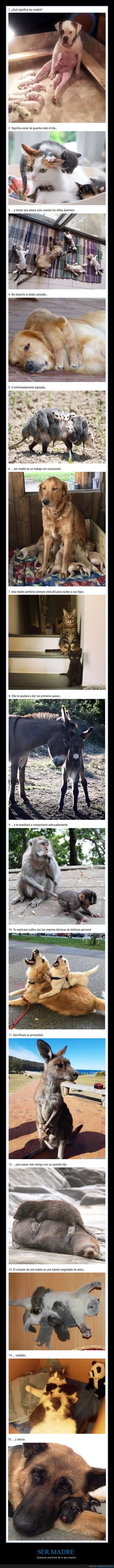 maternidad,madres,animales