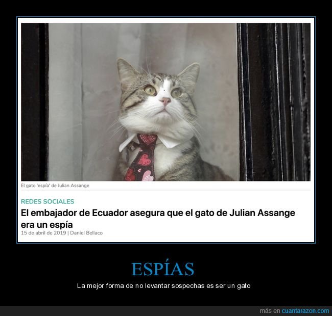 gato,julian assange,espía,wtf