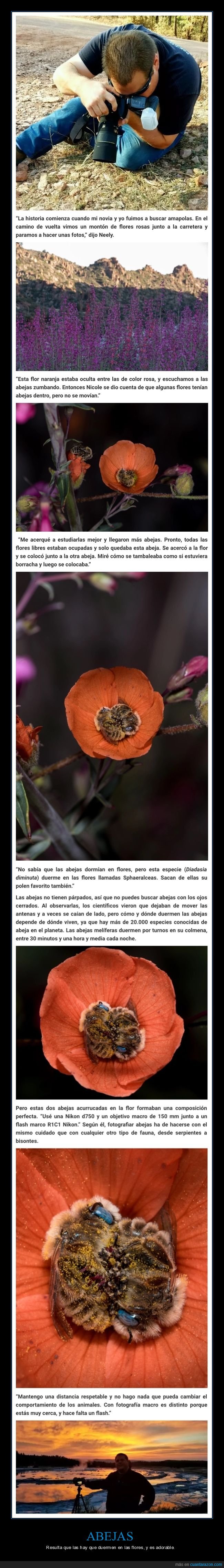 abejas,dormir,flores