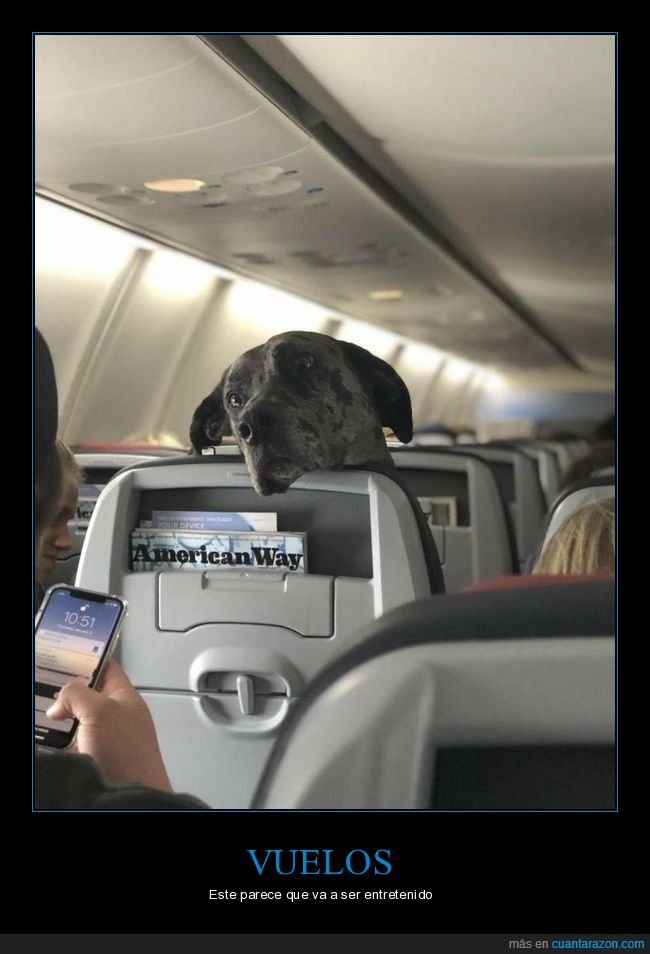 avión,perros,wtf