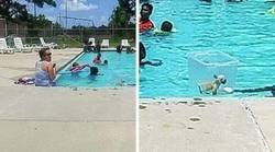 Enlace a Un vacío legal en la prohibición de perros en la piscina