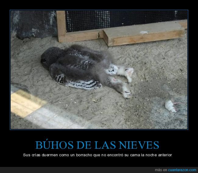 búho,durmiendo,borracho,wtf