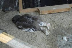 Enlace a Tranquilos, solo está dormido.