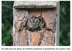 Enlace a Este patito ha sido criado por un búho, y las fotos son adorables