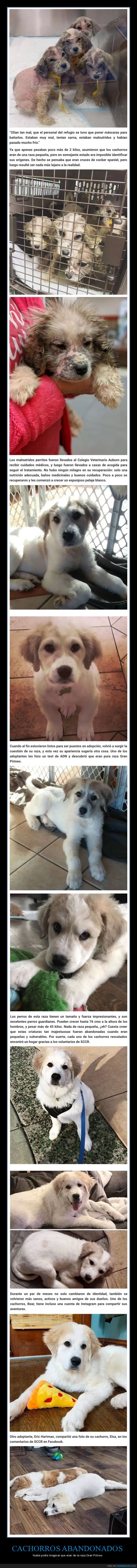 cachorros,perros,abandonados,gran pirineo