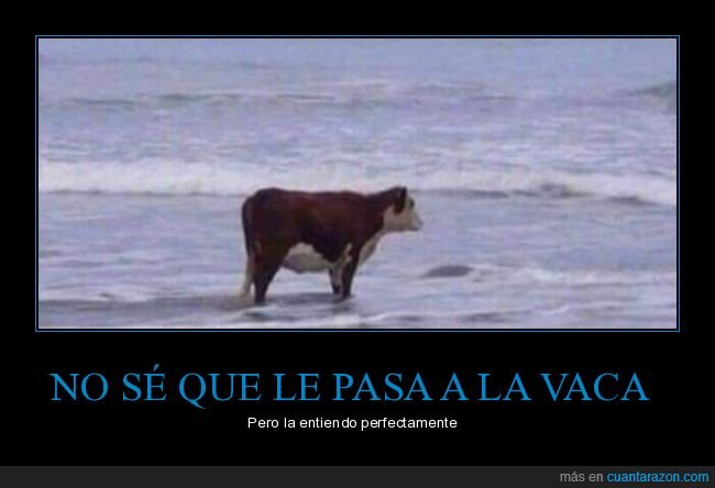 vaca,mirando,mar,entender