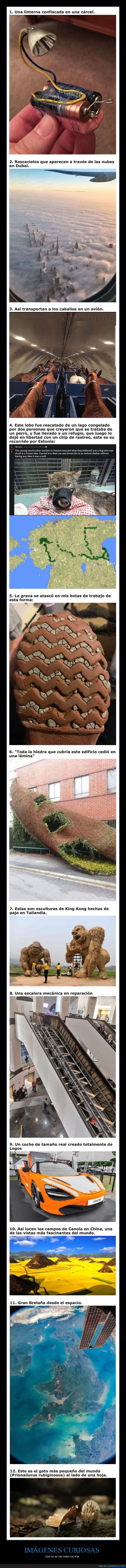 curiosidades,wtf