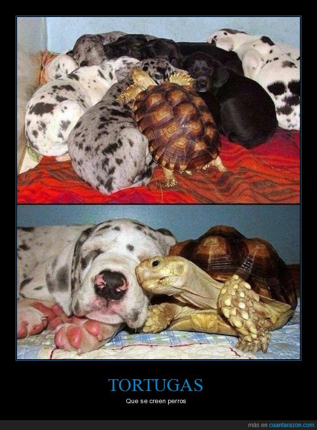 perros,tortuga,wtf