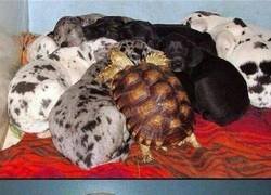 Enlace a Uno más de la manada