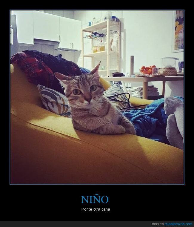 gatos,barra de bar,postura