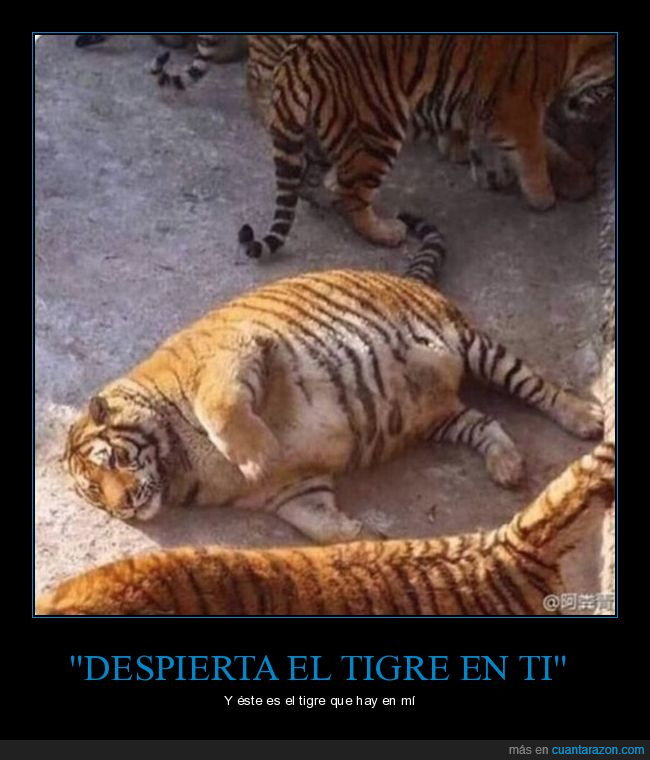 tigre,siesta,despertar