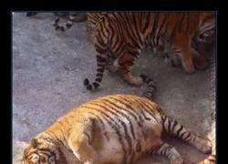 Enlace a Y es por esto que nunca me despierto