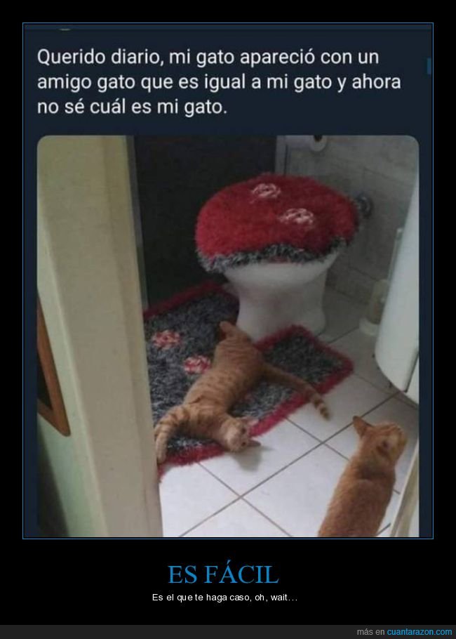 gato,clavado,igual,reemplazo