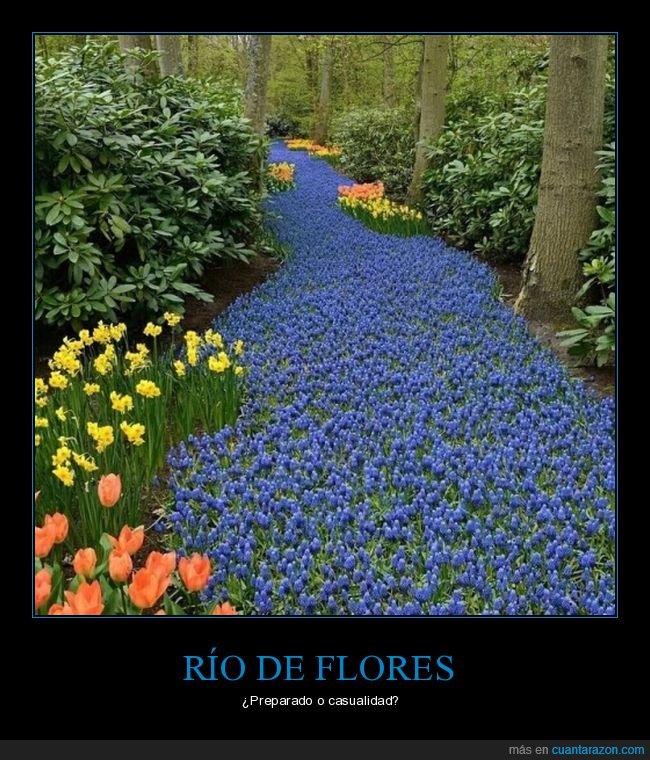 río,flores,azules