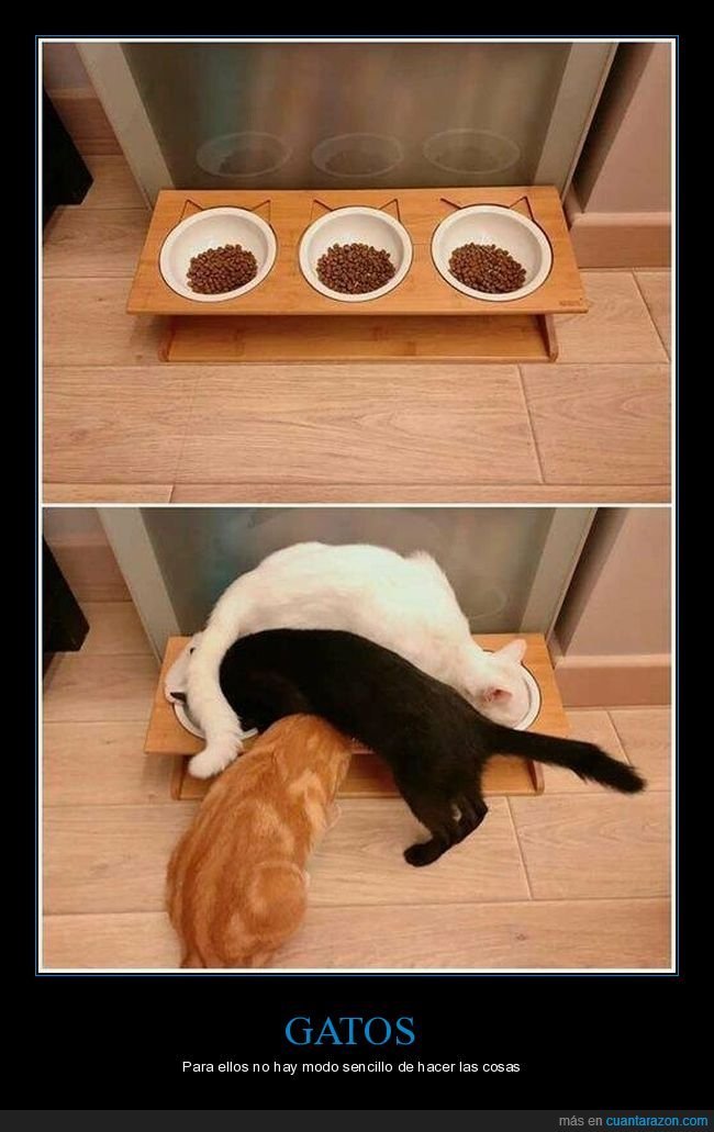 comida,gatos,liados,comedero