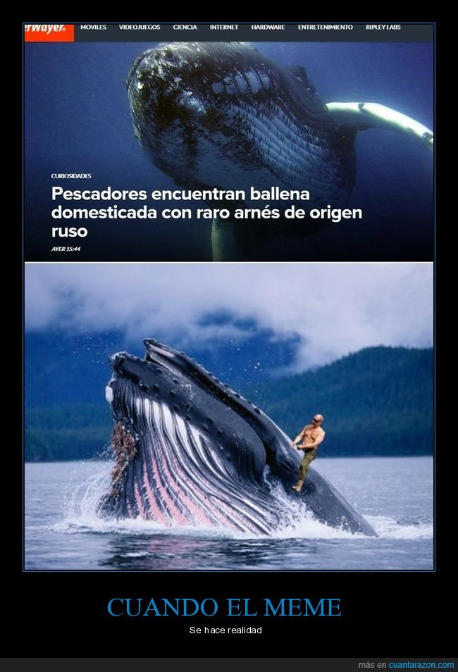 ballena,arnés,putin